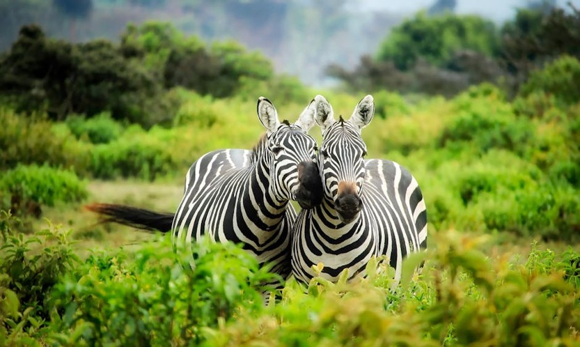 Nature