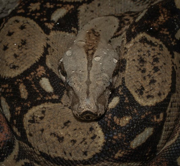 Python